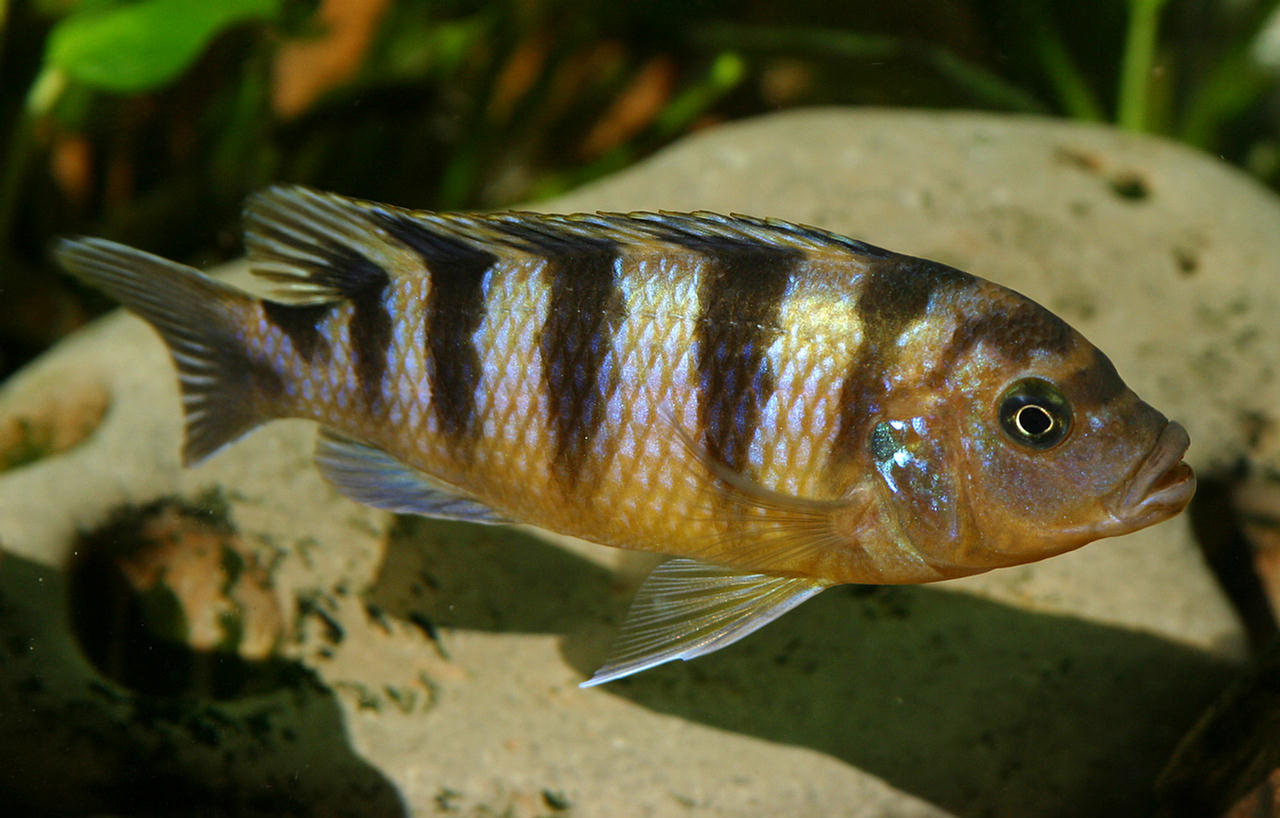 Pseudotropheus lombardoi